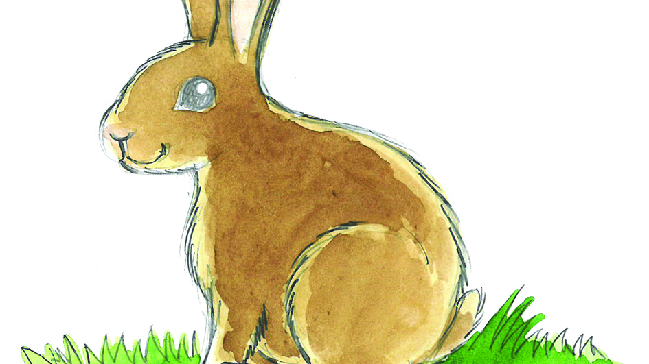 Illustrate junior III